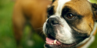 Developmental Success and how to Achieve it.