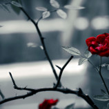 Consistently Developing a Set of Principles.