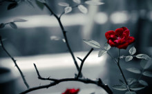 Consistently Developing a Set of Principles.