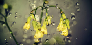 Developmental Success and how to Achieve it.